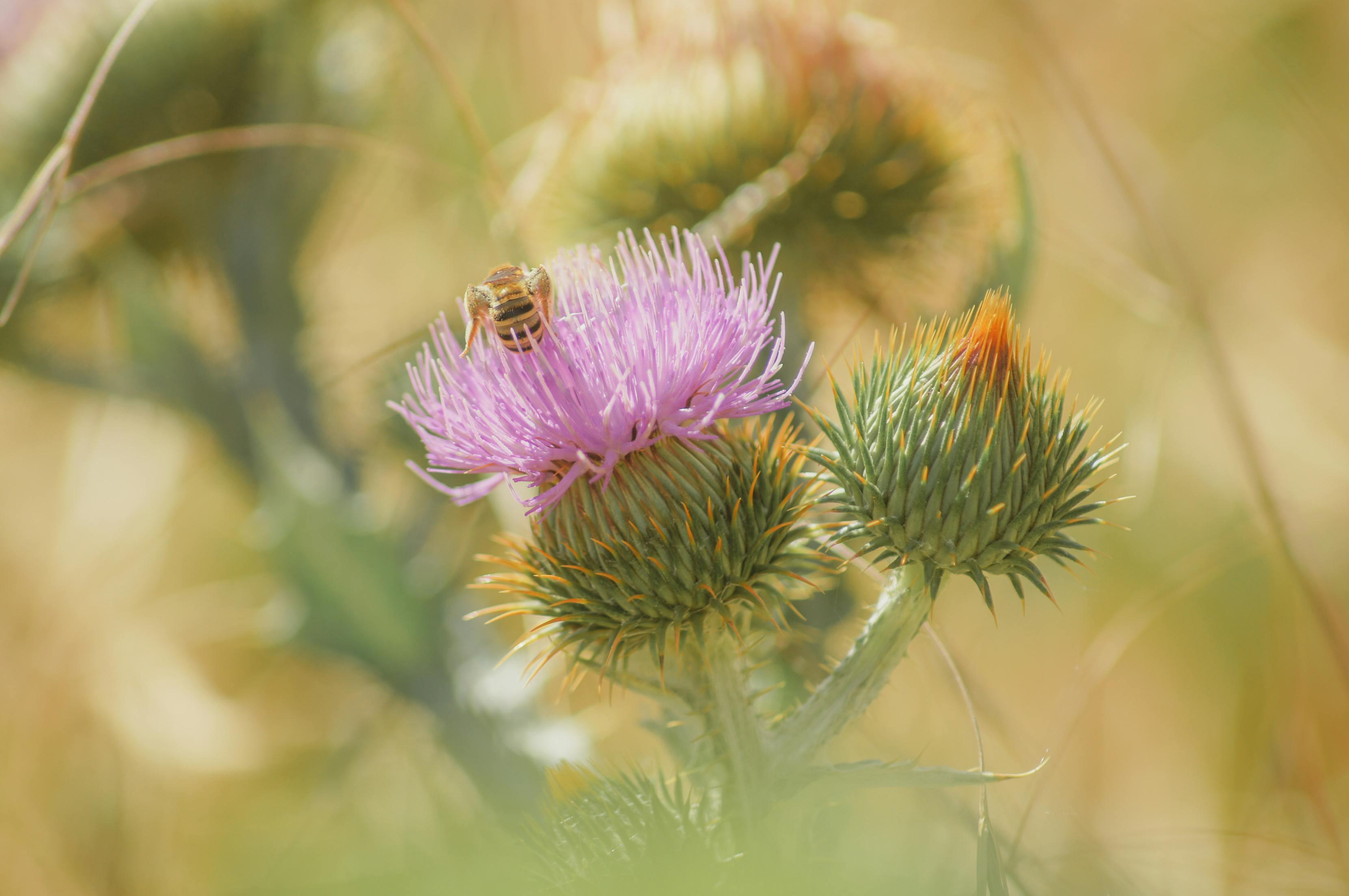 A bee resting on a pink thistle flower in soft summer light