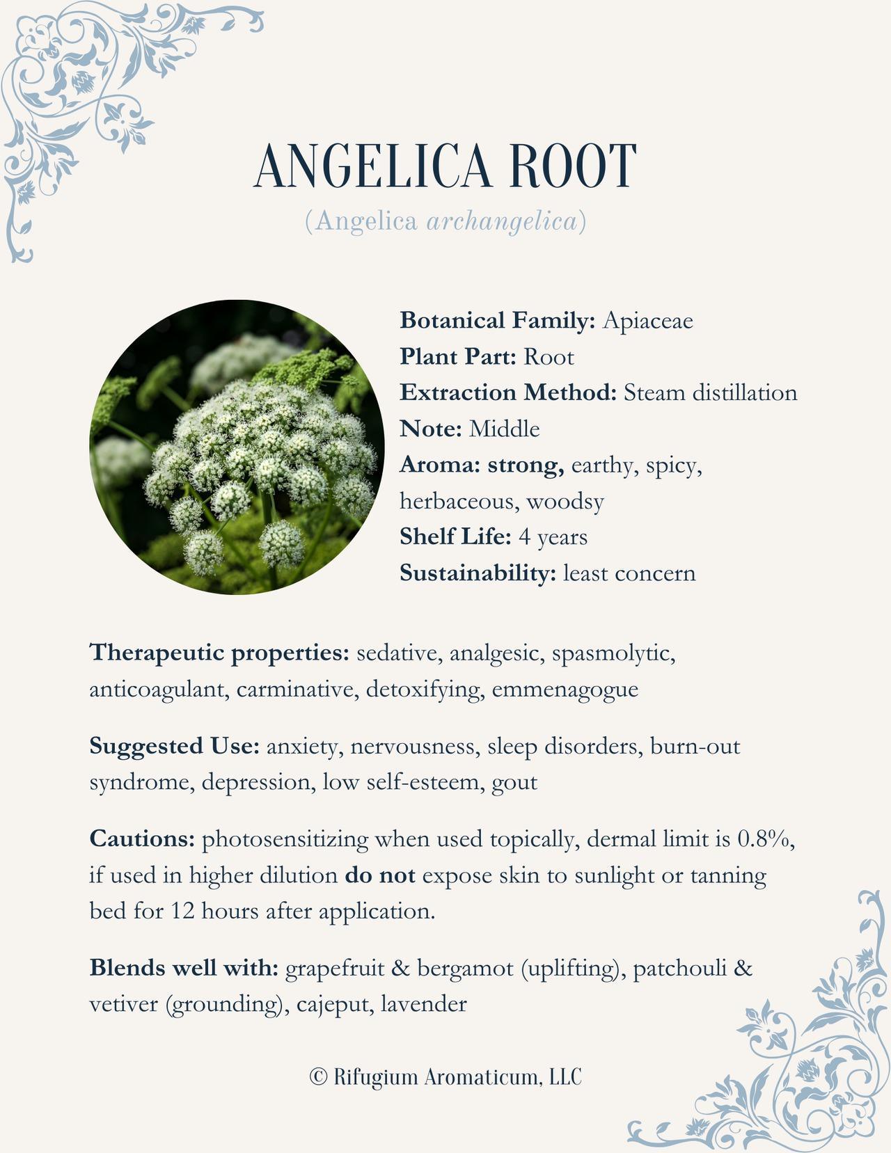 Angelica Root