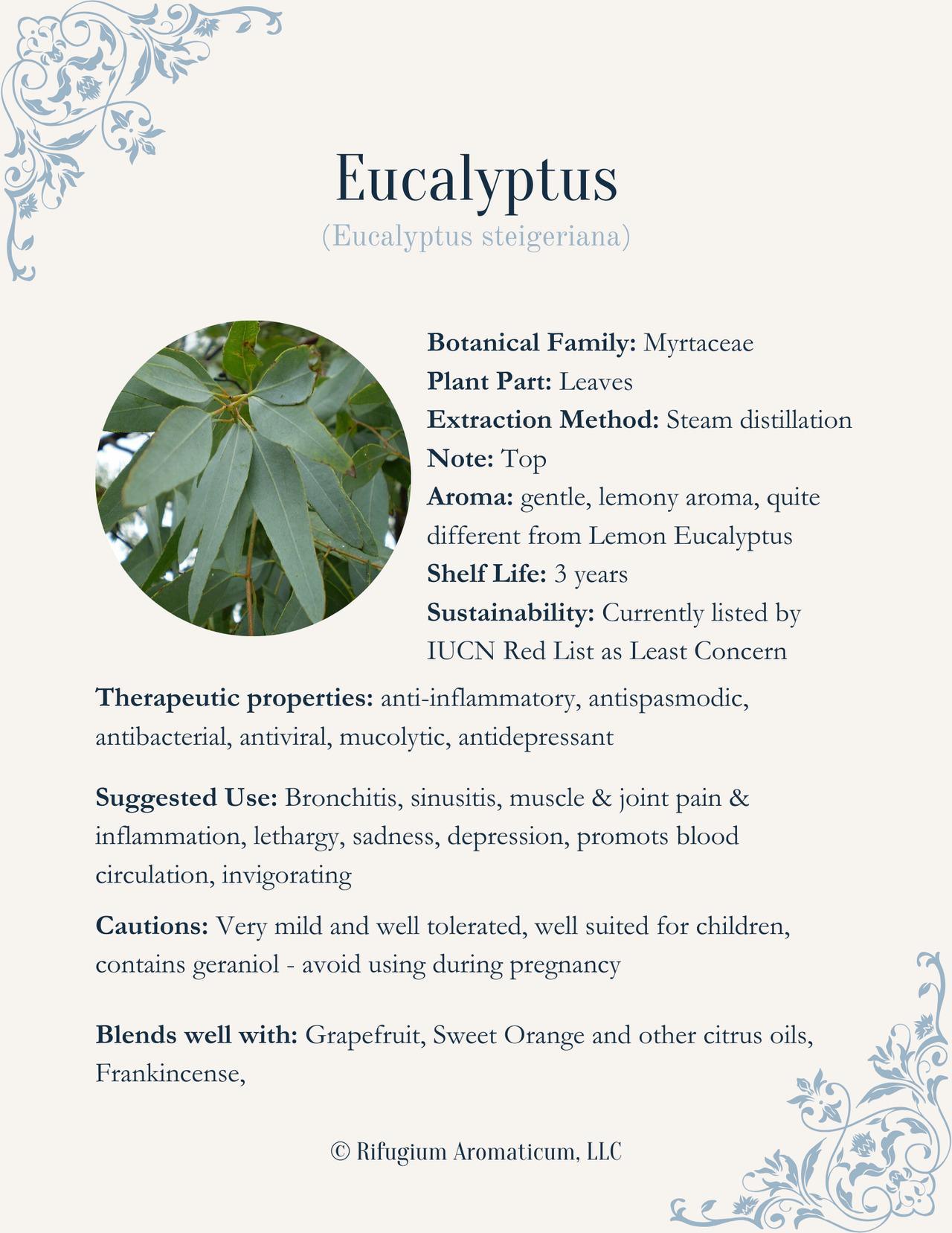 Eucalyptus staigeriana